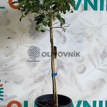 2026 Rezervace / Citrusy mix 15Lt / výška 140/160cm