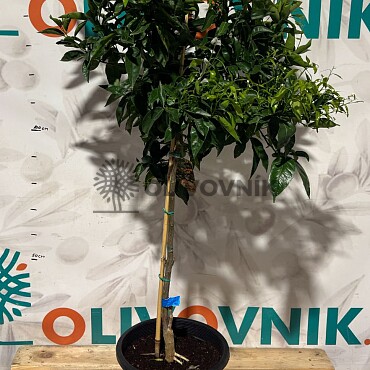 2026 Rezervace / Citrusy mix 15Lt / výška 140/160cm