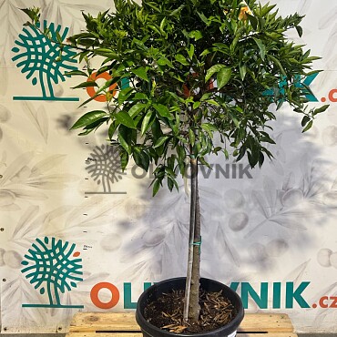 CITRUS RETICULATA / 45-55LT / obvod kmeňa 10-12cm / výška 180-200cm