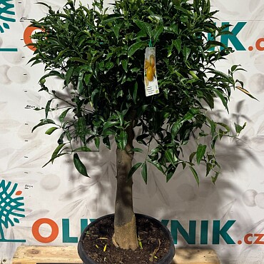CITRUS RETICULATA / 45-55LT / obvod kmeňa 25-30cm / výška 150-170cm