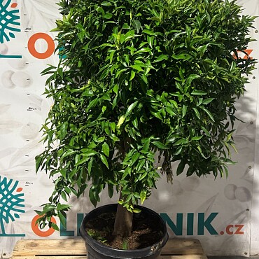 CITRUS RETICULATA / obvod kmeňa 20-30cm / výška 150-170cm