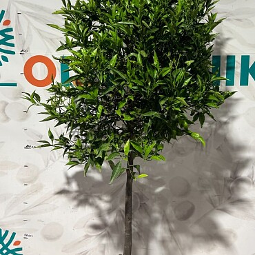CITRUS RETICULATA / obvod kmeňa 8-10cm, výška 180-200cm