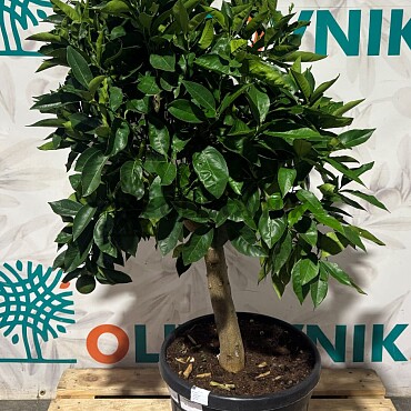CITRUS SINENSIS / 45LT / obvod kmeňa 15-20cm / výška 150-160cm