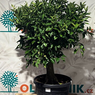 CITRUS SINENSIS / 90LT / obvod kmeňa 30-40cm / výška 190-210cm