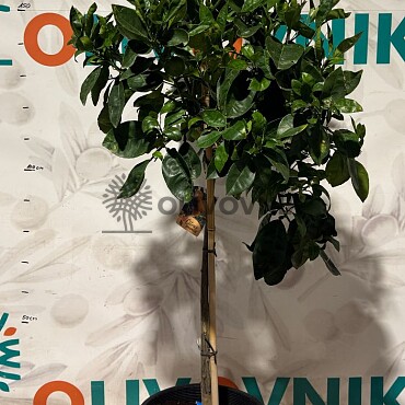 Citrusy 15Lt (140/160cm)