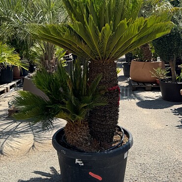 CYCAS REVOLÚTA / Multikmeň / 110cm / výška 200cm