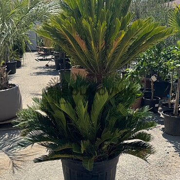 CYCAS REVOLÚTA / Multikmeň / 85cm / výška 190cm