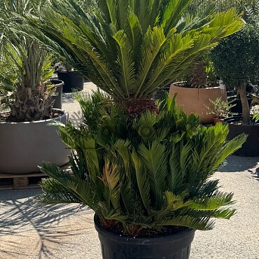 CYCAS REVOLÚTA / Multikmeň / 80cm / výška 190cm
