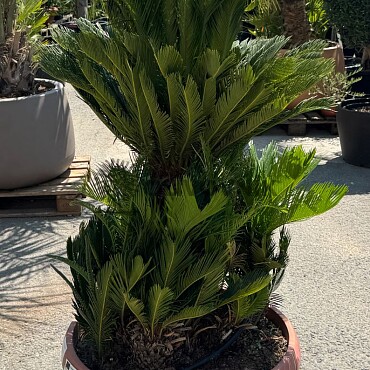 CYCAS REVOLÚTA / T75 / výška 150cm