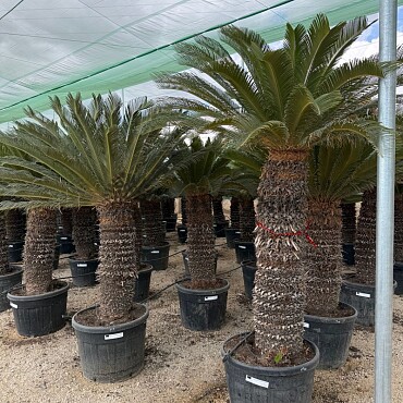 CYCAS REVOLUTA - extra