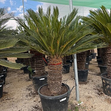 CYCAS REVOLUTA - extra
