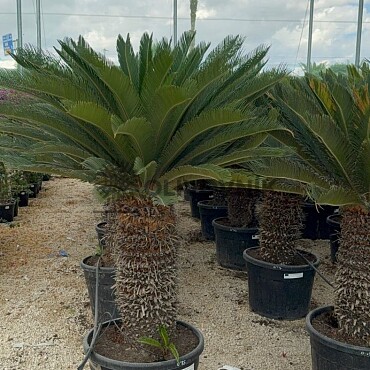 CYCAS REVOLUTA  / 30cm kmen