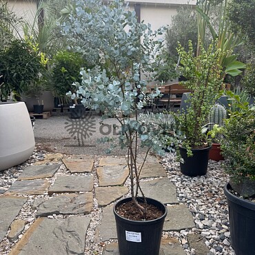 EUCALYPTUS GUNNII - na kmienku / 110cm