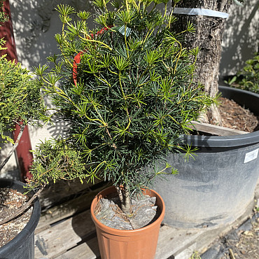 SCIADOPITYS VERTICILLATA &quot; Beauty Green&quot; - Pajehličník /110cm