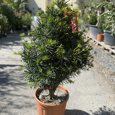 SCIADOPITYS VERTICILLATA &quot; Beauty Green&quot; - Pajehličník /110cm