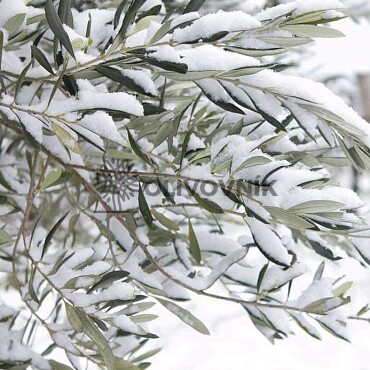 NO ICE 1L - zvyšuje odolnosť rastlín voči mrazu