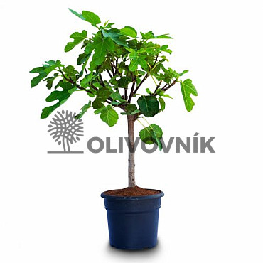 FICUS CARICA - Figovník (180 - 200cm) 70lt