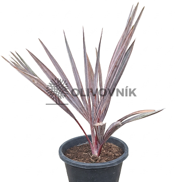 BISMARCKIA NOBILIS 10lt