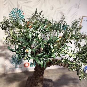 Olivovník Európsky - Bonsai / 155cm / umelá koruna + olivový kmeň