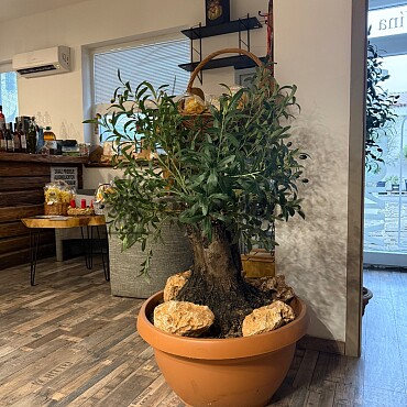 Olivovník Európsky - Bonsai / 140cm / umelá koruna + olivový kmeň