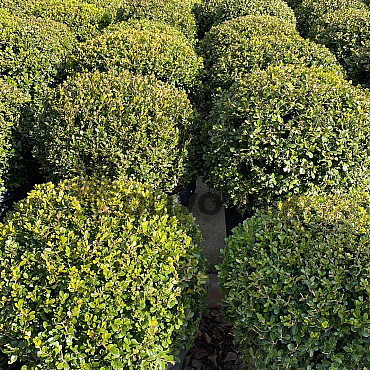 Buxus Sempervirens - Krušpán stálezelený