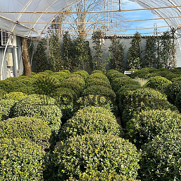 Buxus Sempervirens - Krušpán stálezelený