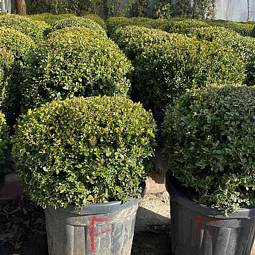 Buxus Sempervirens - Krušpán stálezelený