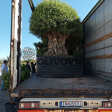 Olea Europaea 250_300 - Olivovník Európsky