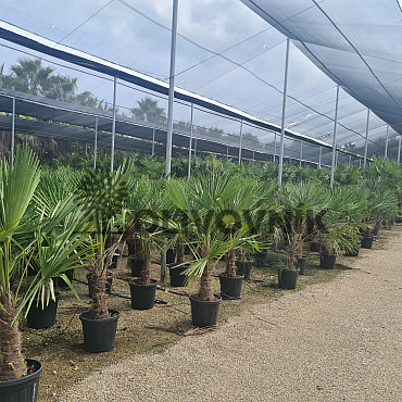 Trachycarpus Fortunei - mrazuvzdorná palma (-17C) / TOP CENA