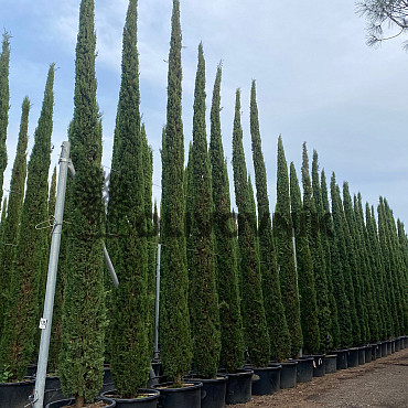 Cyprus vždyzelený - Cupressus Sempervirens Stricta - Totem