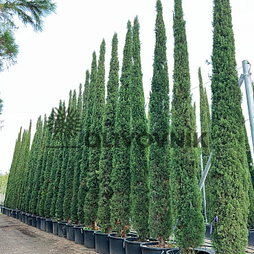 Cyprus vždyzelený - Cupressus Sempervirens Stricta - Totem