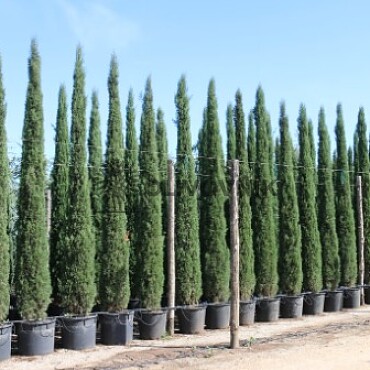 Cyprus vždyzelený - Cupressus Sempervirens - Totem Garda