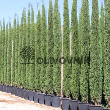 Cyprus vždyzelený - Cupressus Sempervirens Stricta - Totem