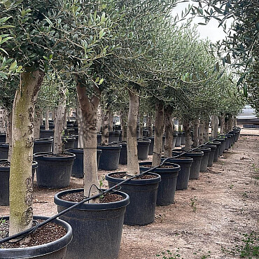 Olivovník Európsky - Intensivo