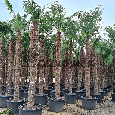 Trachycarpus Fortunei - mrazuvzdorná palma (-17C) / TOP CENA