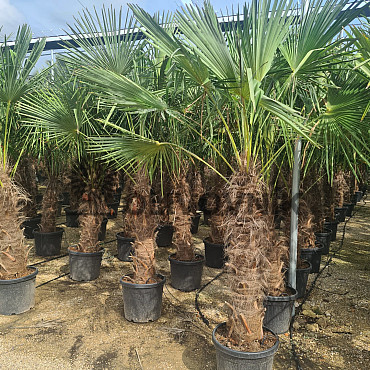 Trachycarpus Fortunei - mrazuvzdorná palma (-17C) / TOP CENA