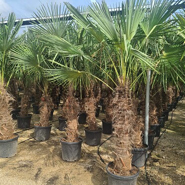 Trachycarpus Fortunei - mrazuvzdorná palma (-17C)
