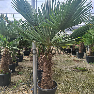 Trachycarpus Fortunei - mrazuvzdorná palma (-17C) / TOP CENA