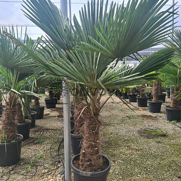 Trachycarpus Fortunei - mrazuvzdorná palma (-17C)