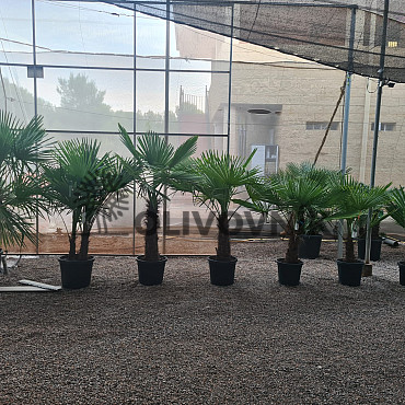 Trachycarpus Fortunei - mrazuvzdorná palma (-17C) / TOP CENA