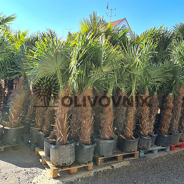 Trachycarpus Fortunei - mrazuvzdorná palma (-17C) / TOP CENA