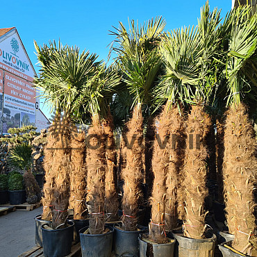 Trachycarpus Fortunei - mrazuvzdorná palma (-17C) / TOP CENA