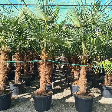 Trachycarpus Fortunei - mrazuvzdorná palma (-17C) / TOP CENA