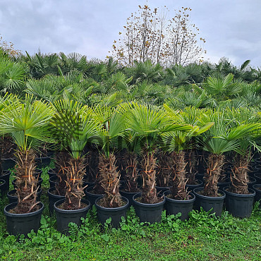 Trachycarpus Fortunei - mrazuvzdorná palma (-17C) / TOP CENA
