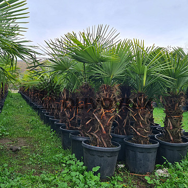 Trachycarpus Fortunei - mrazuvzdorná palma (-17C) / TOP CENA