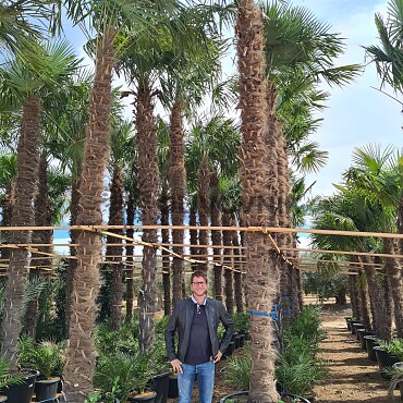 Trachycarpus Fortunei - mrazuvzdorná palma (-17C)