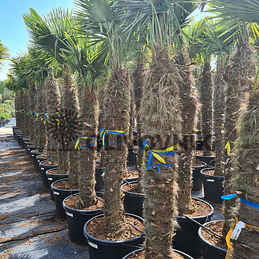 Trachycarpus Fortunei - mrazuvzdorná palma (-17C) / TOP CENA