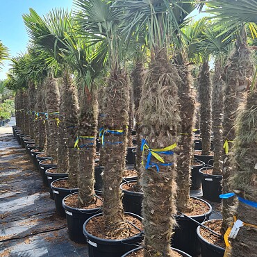 Trachycarpus Fortunei - mrazuvzdorná palma (-17C)