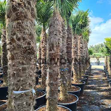 Trachycarpus Fortunei - mrazuvzdorná palma (-17C) / TOP CENA