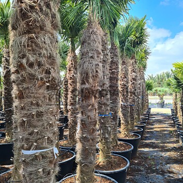 Trachycarpus Fortunei - mrazuvzdorná palma (-17C)
